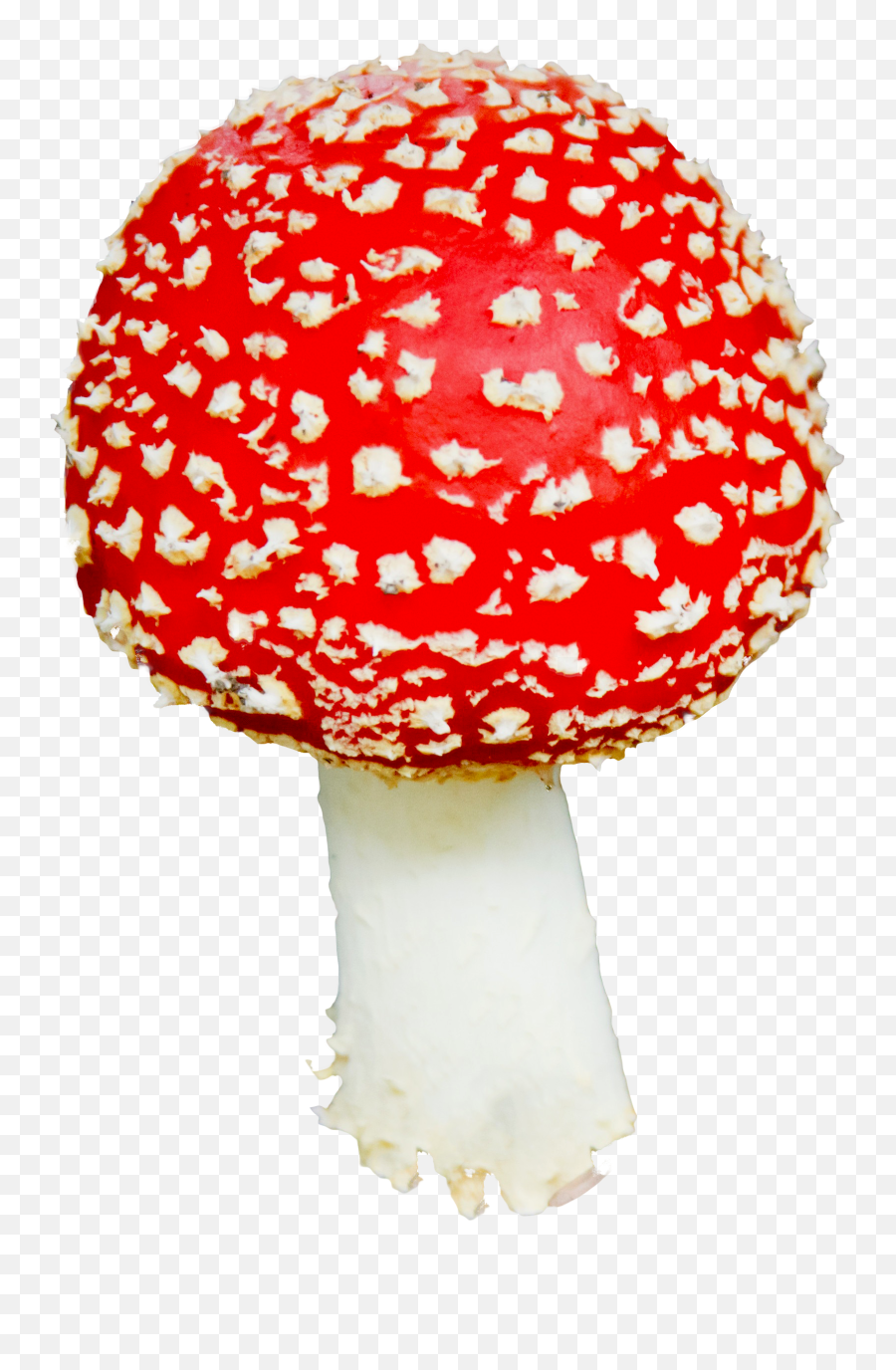 Mushroom Png Image Clipart Vectors