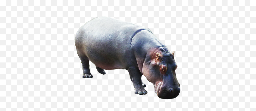 Animal Clip Art - Hippo Transparent Background Png,Animals Transparent Background
