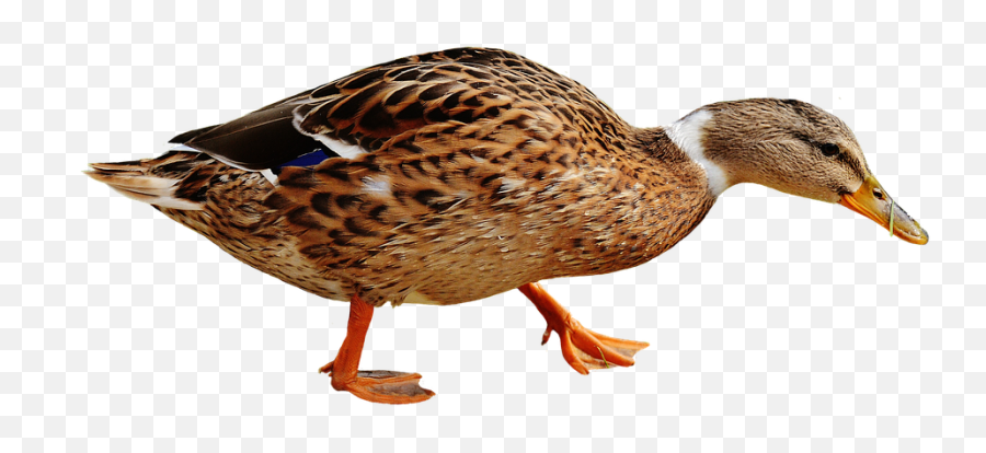 Walking Duck Png Transparent Image - Brown Duck Transparent Background,Duck Transparent