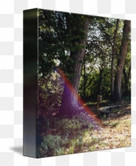 Natural Sunlight Effect By Harry Ganns - Forest png
