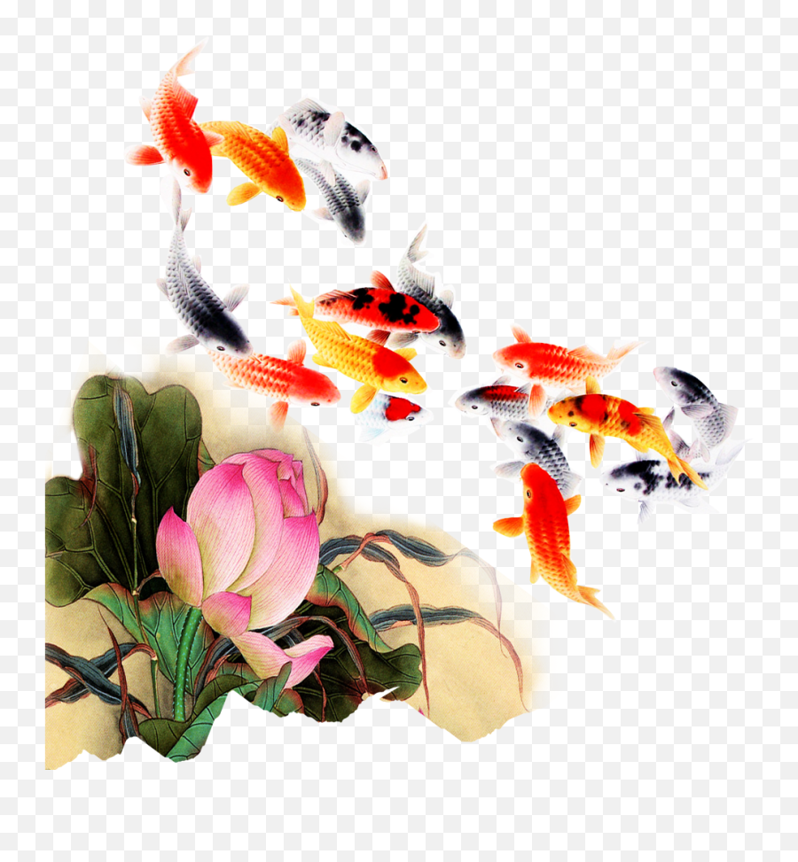 Computer File Kam Transprent Png - Transparent Background Koi Fish Png,Koi Fish Png