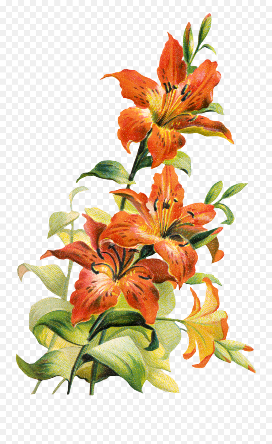 Image Flower Free Clip Art Images Zda - Tiger Lily Flower Art Png,Lily Png