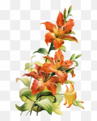 Image Flower Free Clip Art Images Zda - Tiger Lily png