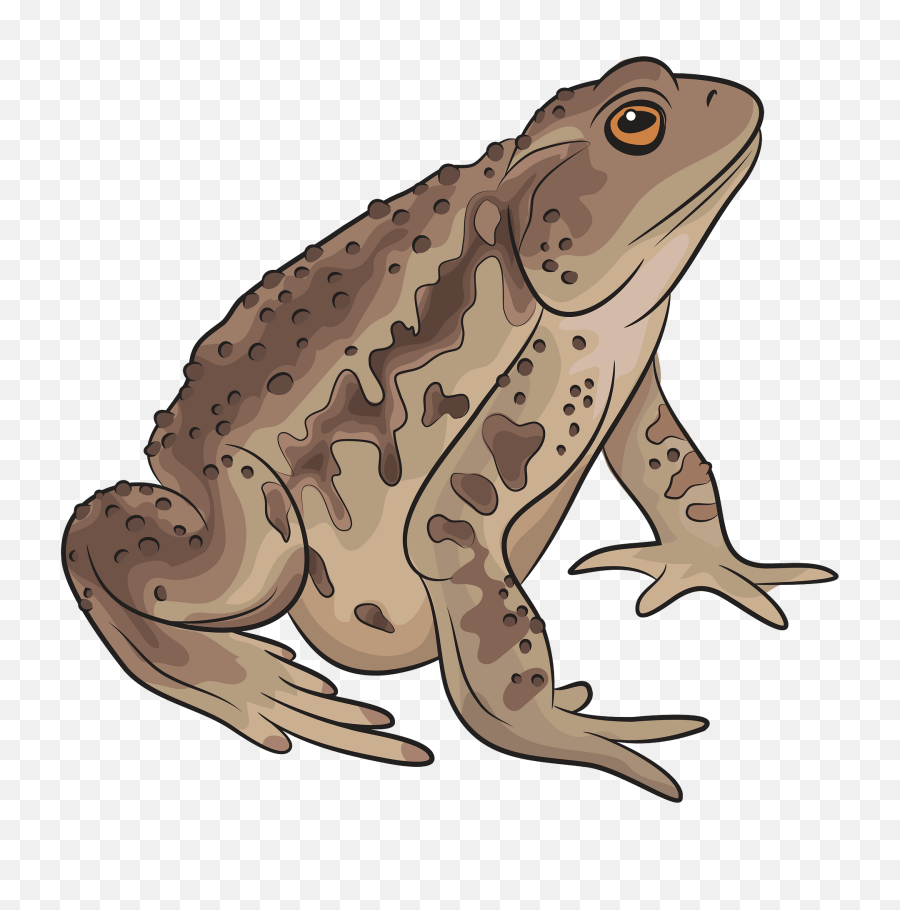 Asiatic Toad Clipart Free Download Transparent Png Creazilla - Frogs And Toads Clipart,Toad Png