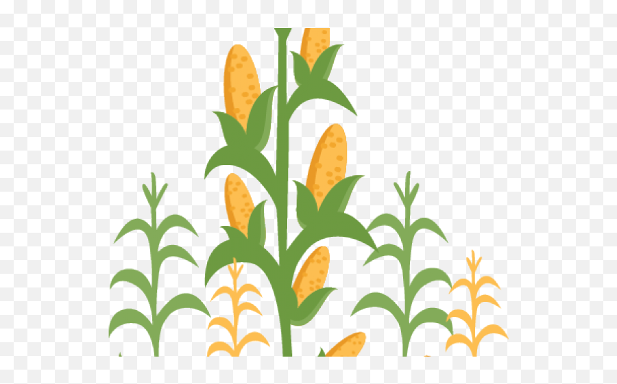 Transparent Corn Field Clipart - Corn Field Clipart Png,Corn Field Png