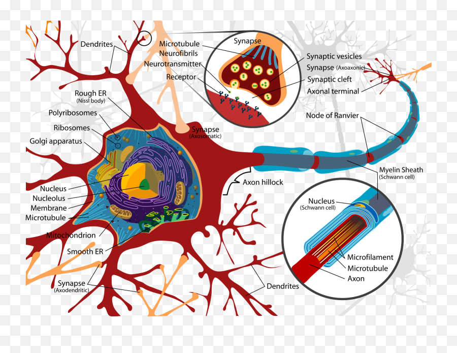 Complete Neuron - Rough Endoplasmic Reticulum Neuron Png,Neuron Png