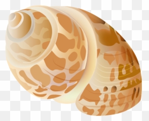 Seashell Transparent Picture Png Image - Transparent Background Free Sea Shell Clip Art,Seashell Transparent