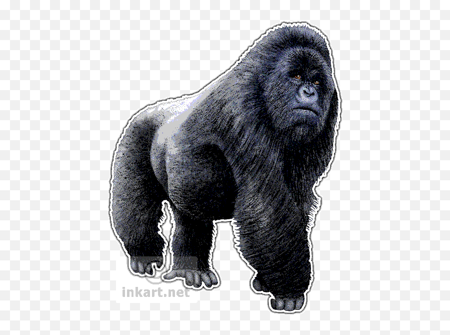 Silverback Gorilla Png 3 Image - Mountain Gorilla Png,Gorilla Png