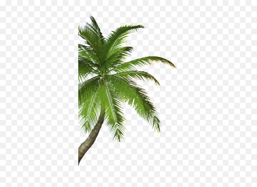 Real Coconut Tree Png - Small Coconut Tree Png,Coconut Tree Png