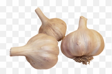 Vegetables Clipart - Elephant Garlic Png,Garlic Transparent Background