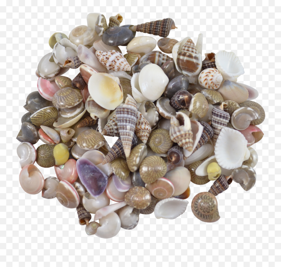 Download Indian Mix Assorted Craft Seashells Tiny Up To - Shell Png,Seashells Png