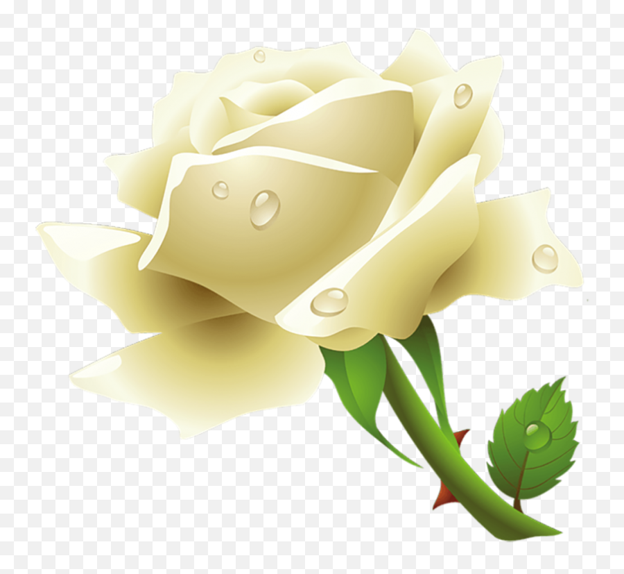New White Rose Png - Your Png Png Images U0026 Background Stock White Rose Images Png,Yellow Rose Png