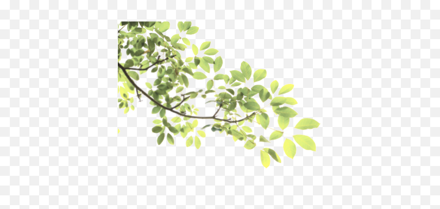 Download Leaves Tree Branch Sticke Nature Freetoedit - Green Pancha Kriya Png,Tree Limb Png