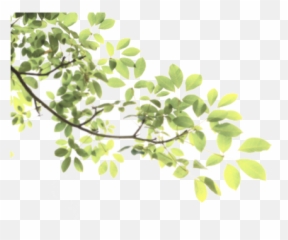 Download Leaves Tree Branch Sticke Nature Freetoedit - Green Pancha Kriya png