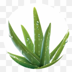 Aloe Vera Transparent Png Image - Aloe Vera,Aloe Vera Png