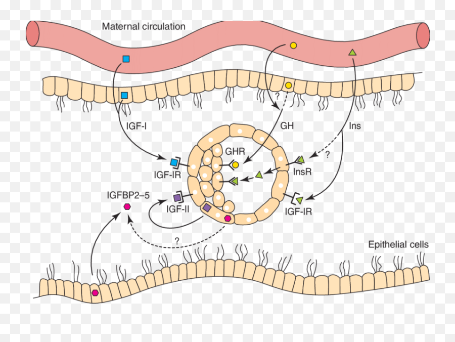 Growth Factor Mediated Regulation Of Early Embryo - Embrionary Development Growth Factors Png,Embryo Png