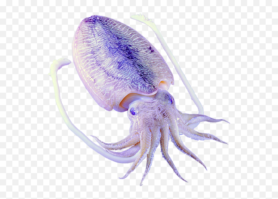 Download Purple Octopus Squid Invertebrates Marine - Purple Squid Png,Squid Png