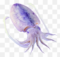 Download Purple Octopus Squid Invertebrates Marine - Purple Squid Png,Squid Png