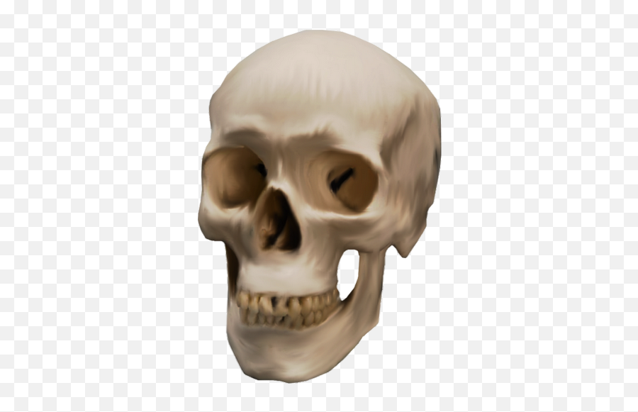 Download Hd Skeleton Skull Png - Skull Transparent Png Skull Real Png,Skull Transparent Png