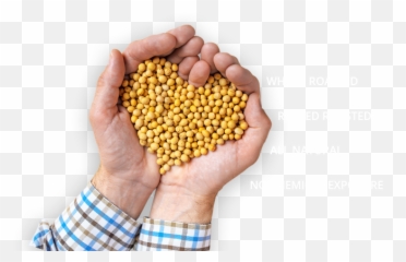 Man Cupping Hands Together Filled With - Superfood Png,Cupped Hands Png