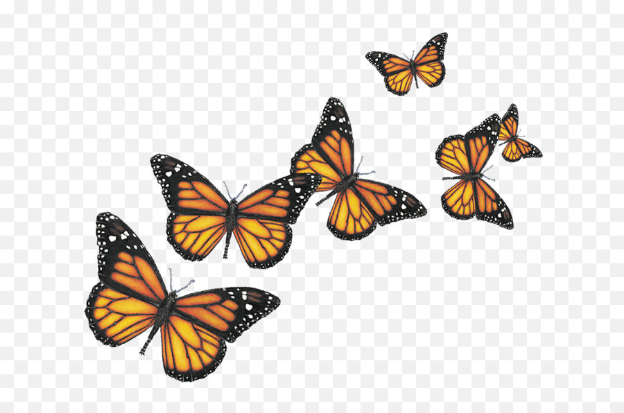 Six Butterflies Transparent Png - Stickpng Transparent Background Butterfly Png,Butterfly Transparent