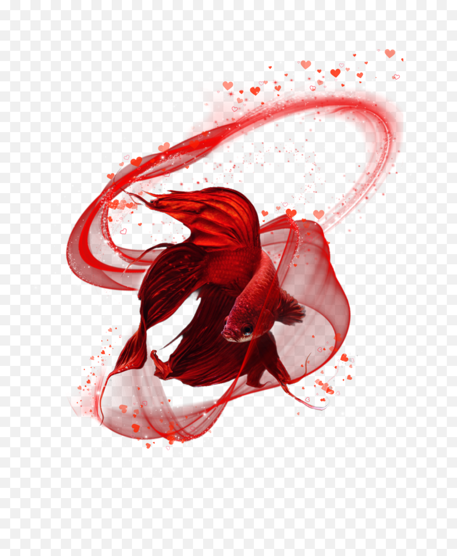 The Most Edited Bettafish Picsart - Artistic Png,Site:www.softpedia.com Get Multimedia Graphic Editors Greenfish Icon