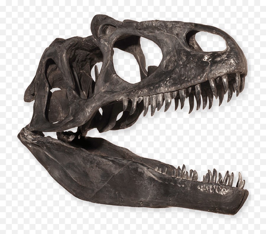 The Australian Museum - Dinosaur Skull Png,Dinosaur Skull Png