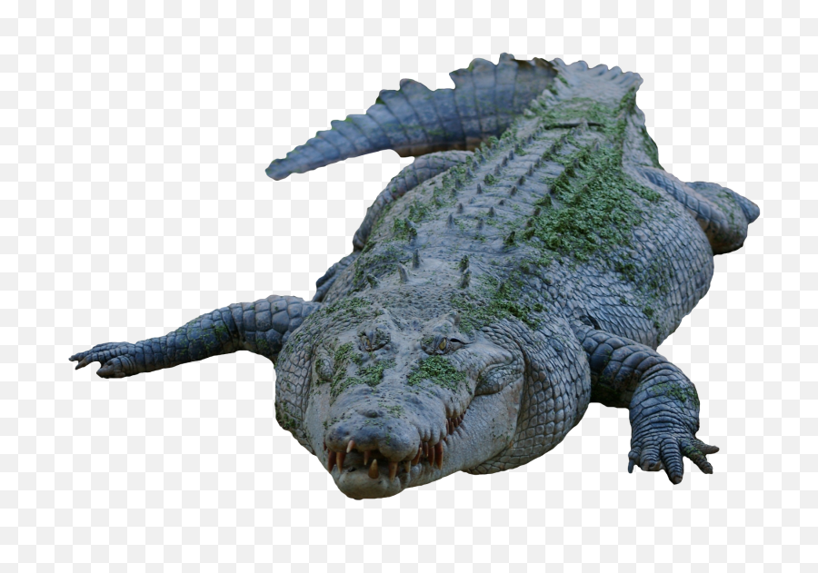 Crocodile Png Image Gator