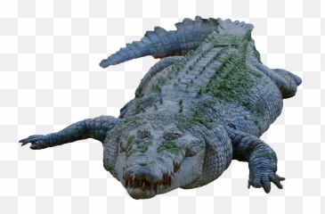 Crocodile Png Image Gator