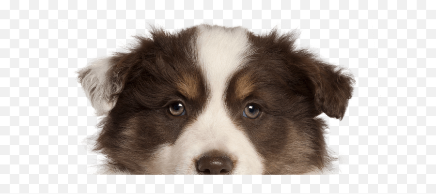 Veterinarian Frisco Tx Aubrey Mckinney Plano Petnest - Northern Breed Group Png,Puppy Live Wallpaper Icon