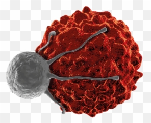 About U2013 Cell Therapy Analytical Development Summit - Water Soluble Nhc Cu png