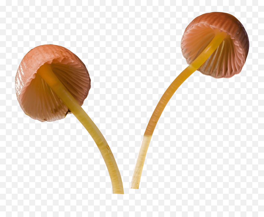 Hd Mushroom Png Image Free Download - Mushroom Transparent Png,Mushroom Png