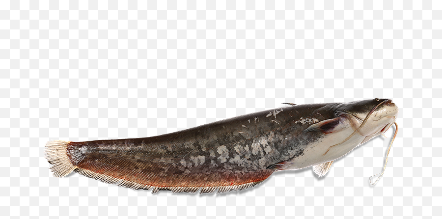 Catfish - Pesce Siluro Png,Catfish Png