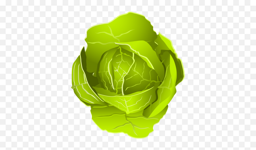 Free Png Cabbage - Konfest,Cabbage Png