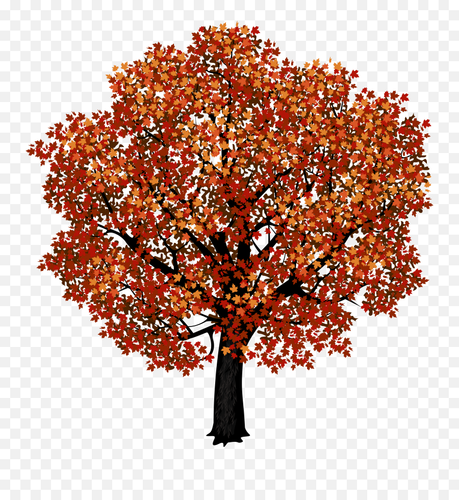 Red Maple Transparent Png Clipart - Maple Tree Clipart,Japanese Maple Png