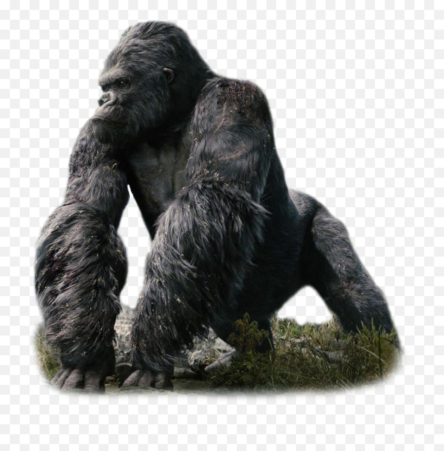 Download Kong - Transparent King Kong Png,Kong Png