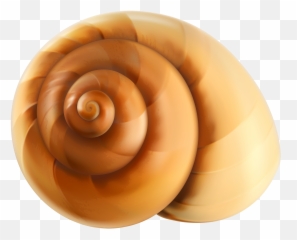 Download Snail Shell Png Image With