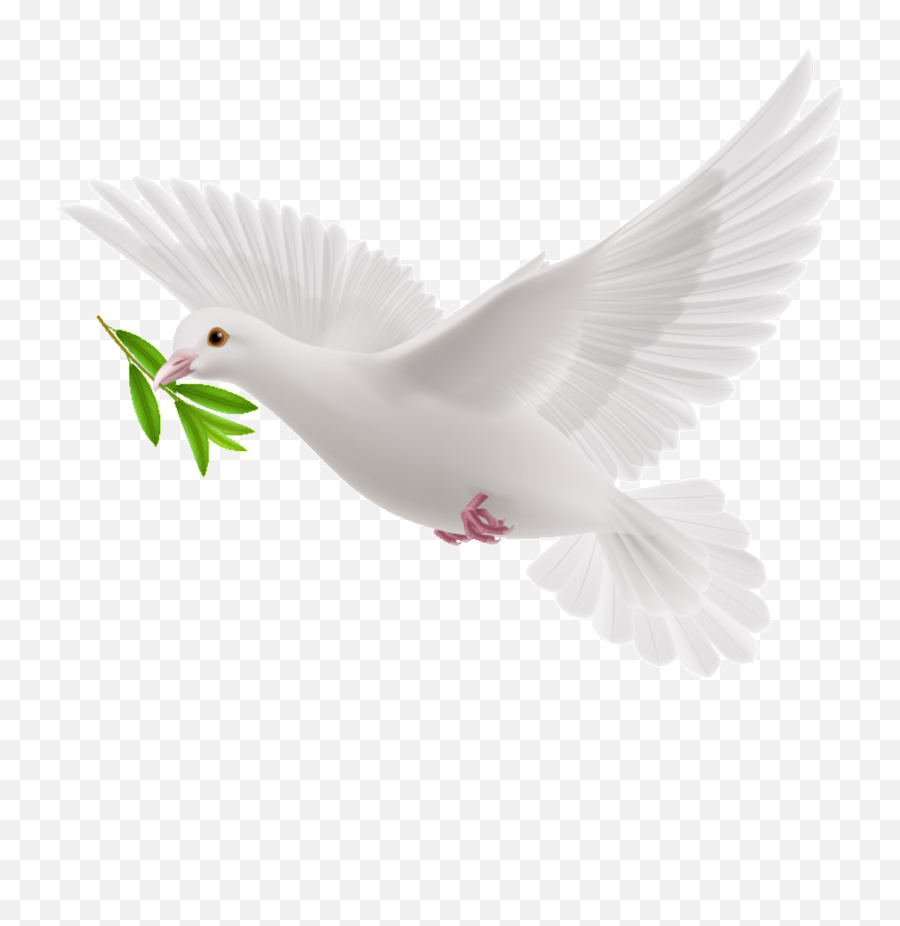 Download This Graphics Is Peace Dove Cartoon Transparent - Picsart Pigeon  Png,Peace Transparent - free transparent png images 