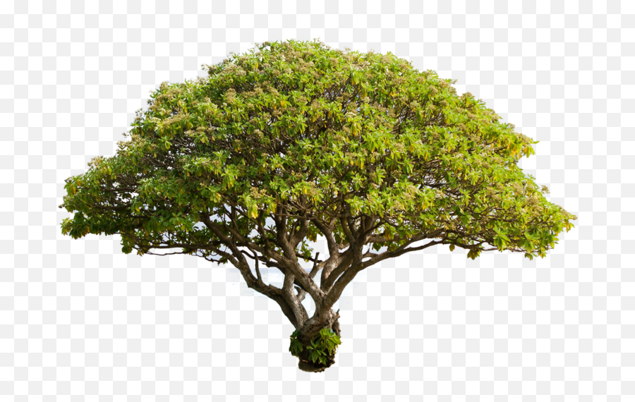 Big Tree Pngs Free Files In - Big Tree Png,Fortnite Tree Png