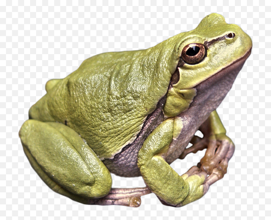 Frog Green Png Image - Frosch Png,Frog Transparent Background