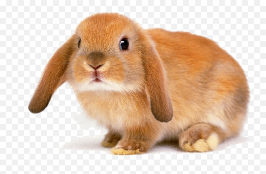 Rabbit Bunny Transparent Image - Bunny With Ears Down Png,Rabbit Transparent