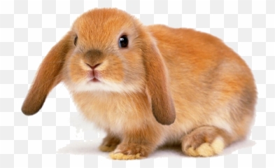 Rabbit Bunny Transparent Image - With Ears Down png