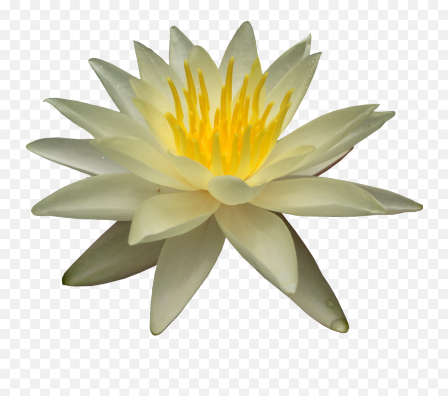 Water Lily Png Transparent Images - Portable Network Graphics,Lily Transparent Background