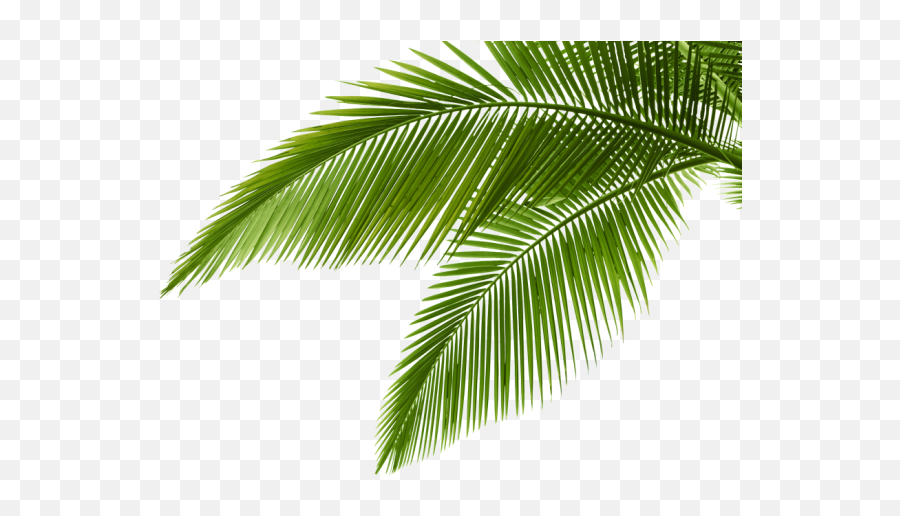 954x870 Apg Palma Wallpapers V - Palm Leaves Isolated Png,Palmas Png