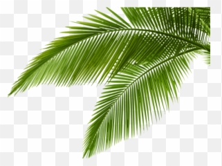 954x870 Apg Palma Wallpapers V - Palm Leaves Isolated Png,Palmas Png