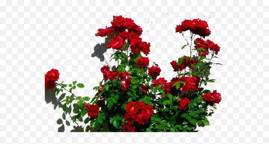 Rosebush Png 1 Image - Red Rose Bush Png,Rose Bush Png