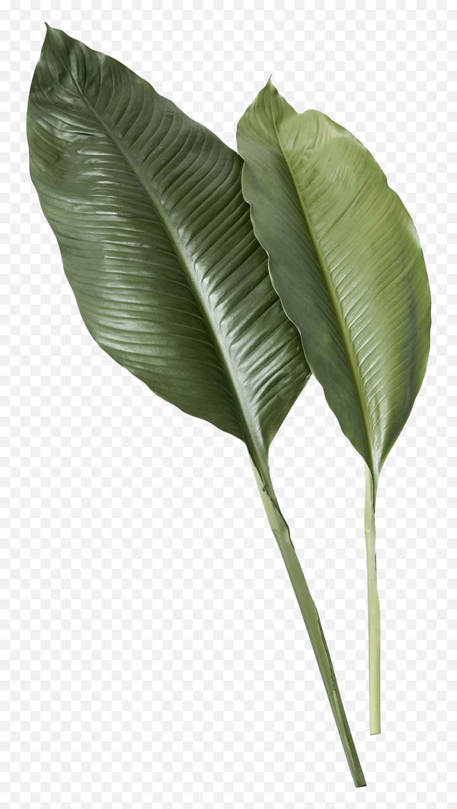 Leaf Png Image - Transparent Tropical Leaf,Banana Leaf Png