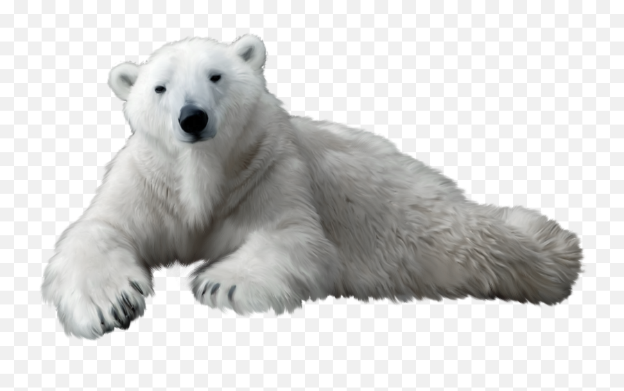 Download Hd Polar Bear Png Clip Art - Polar Bear Clipart Png,Bear Transparent