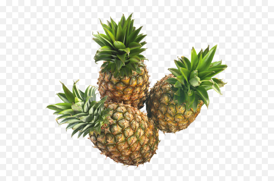 Ananas Png Tube Pineapple Exotic Fruit Piña - Png,Piña Png