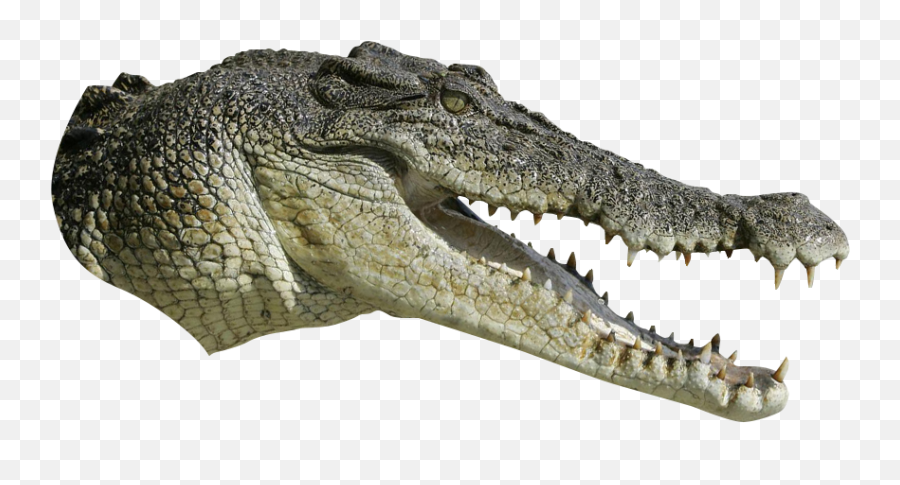 Crocodiles Tyrannosaurus - Alligator Png Download 1350790 Crocodile Head Png,Alligator Png